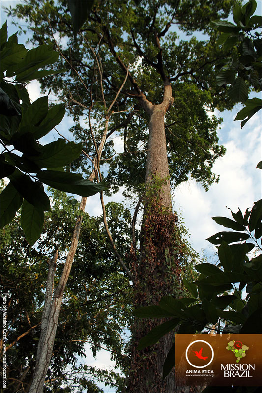 ANIMA ETICA - MISSION BRAZIL  - Foresta Amazzonica - ARNO